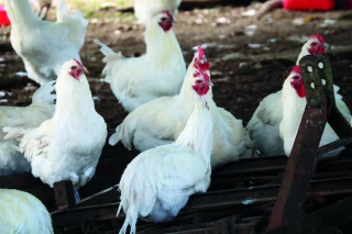 La consommation de poulet standard augmente