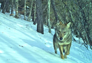 Prédation : un loup prélevé à Saint-Jean-en-Royans