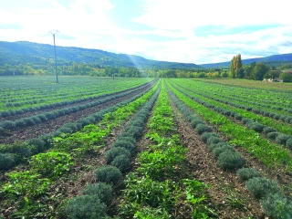 Ppam : l’intérêt des couverts végétaux inter-rangs