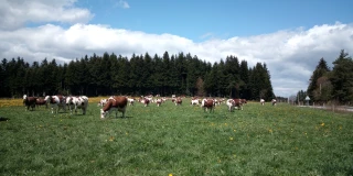 Mise à l’herbe : comment profiter  de la précocité ?