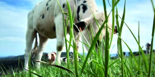 Mise à l’herbe : comment éviter la tétanie 