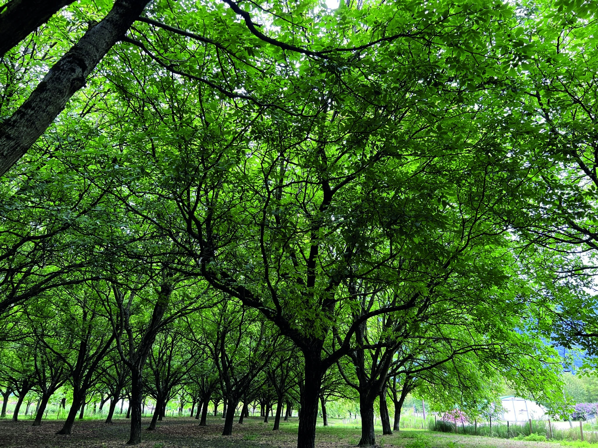 Gérer l'herbe dans les vergers