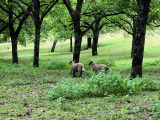 Les moutons font étape sous les noyers