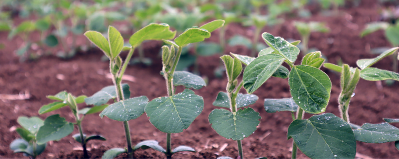 Soja : retrait des herbicides  à base de S-Métolachlore… et après ?