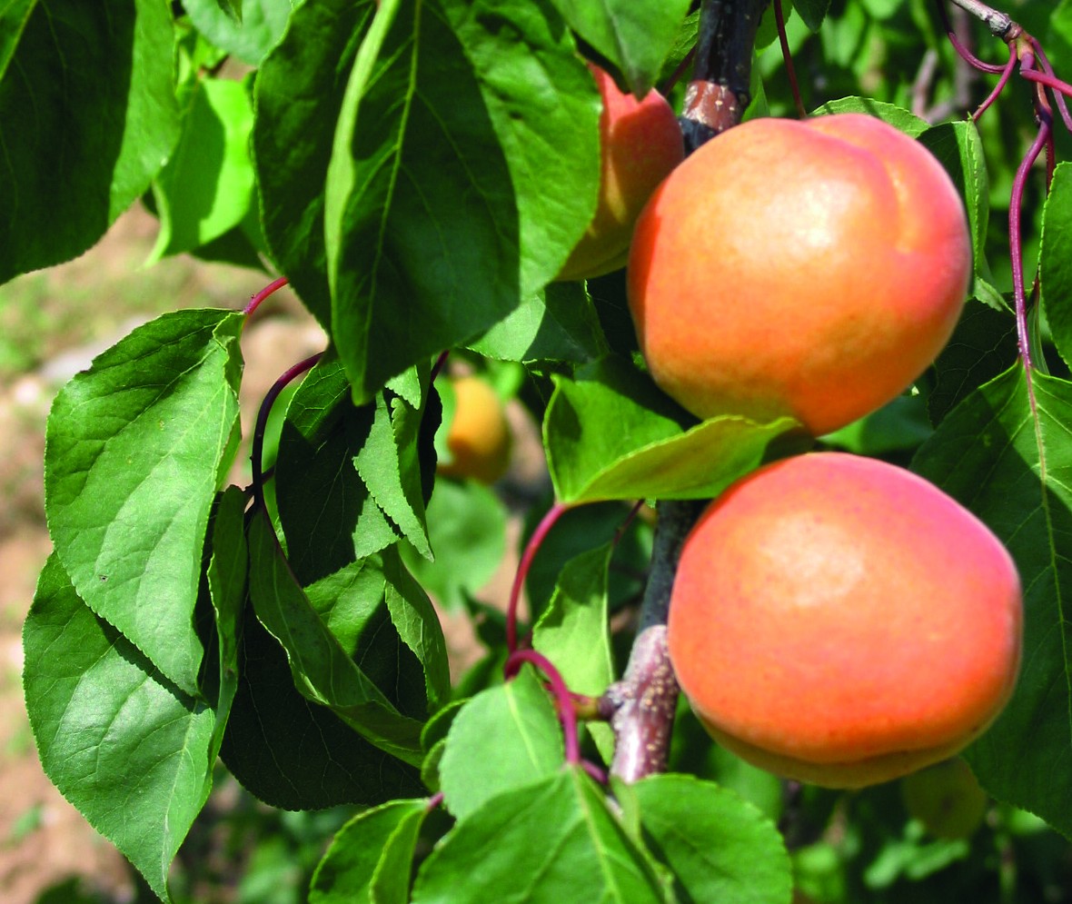 Abricot : prévisions de récolte à la baisse