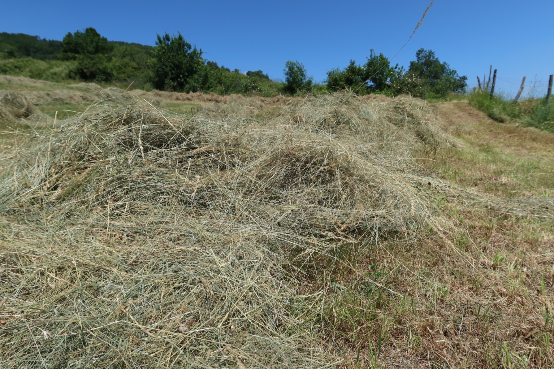 Prairies : pousse de l’herbe abondante sur l’ensemble de l’Hexagone