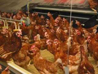 Poules pondeuses : une dynamique  de reprise à conforter