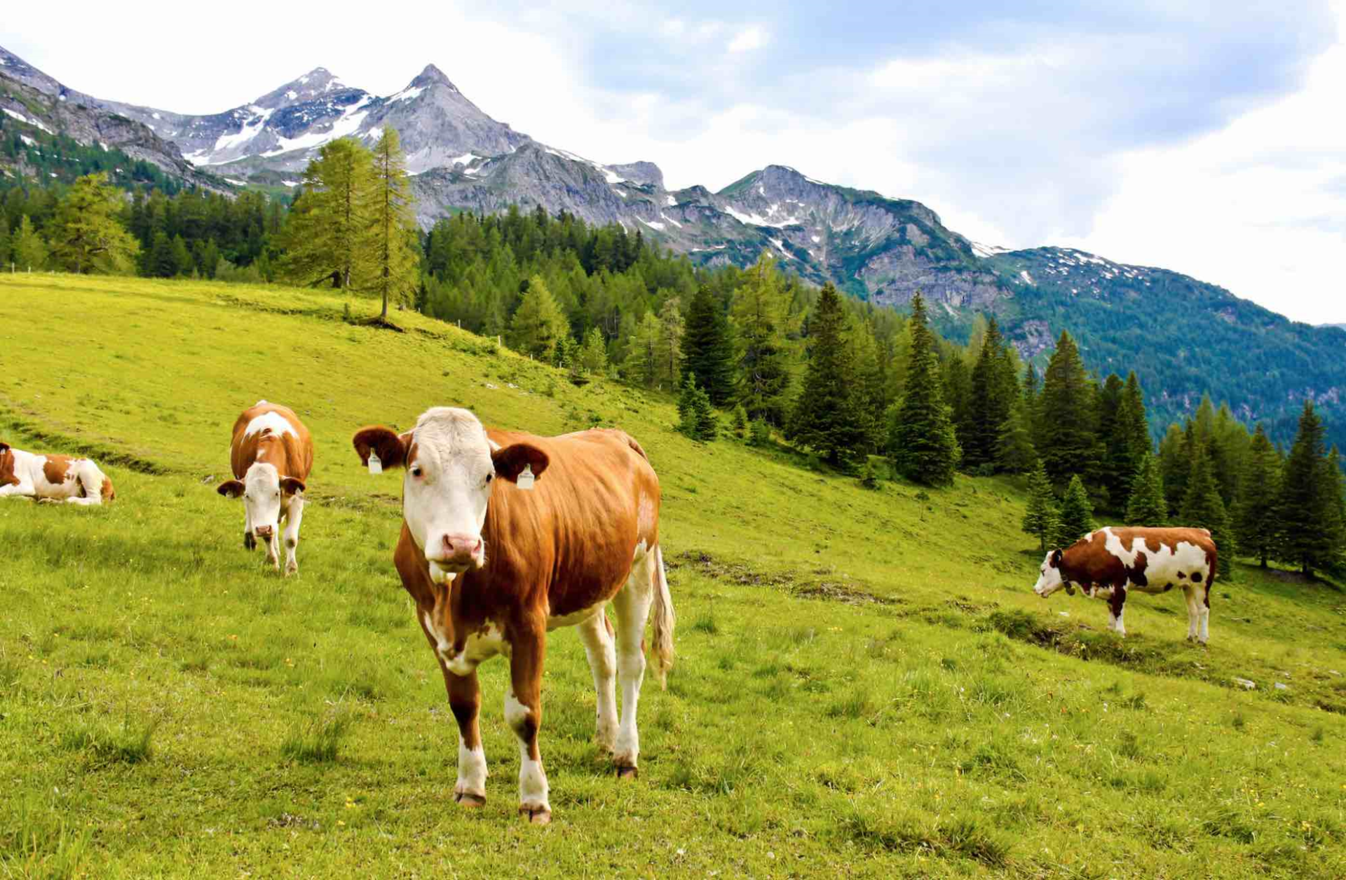 Autriche : un mort et deux blessés après une attaque de vaches