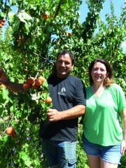 Chez Damien Félix, première récolte d’abricots des Baronnies sous IGP