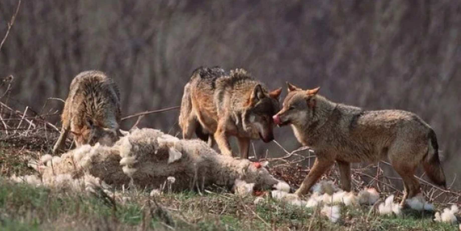 Loup : feu vert des Vingt-sept à l'abaissement du statut de protection