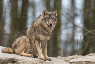 Loup : les Départements alpins attendent une réponse