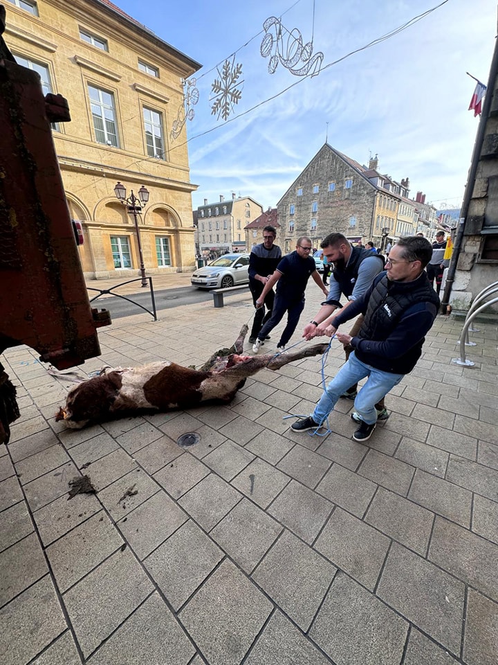 Loups : des agriculteurs attachent un cadavre de génisse à une sous-préfecture du Doubs 