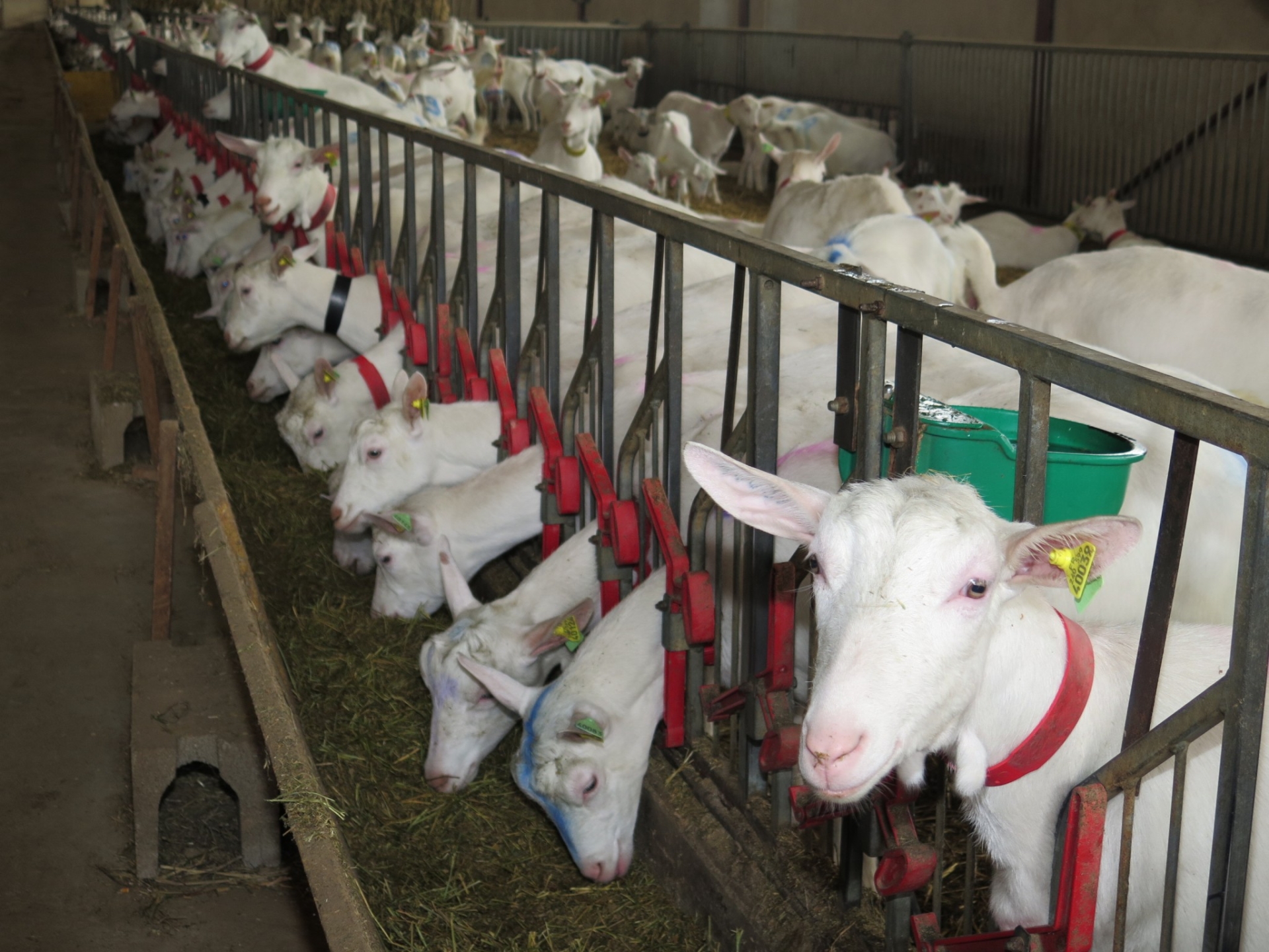 Lait de chèvre : les éleveurs demandent «des hausses» lors des négociations commerciales 