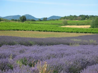 France Lavande retient son souffle