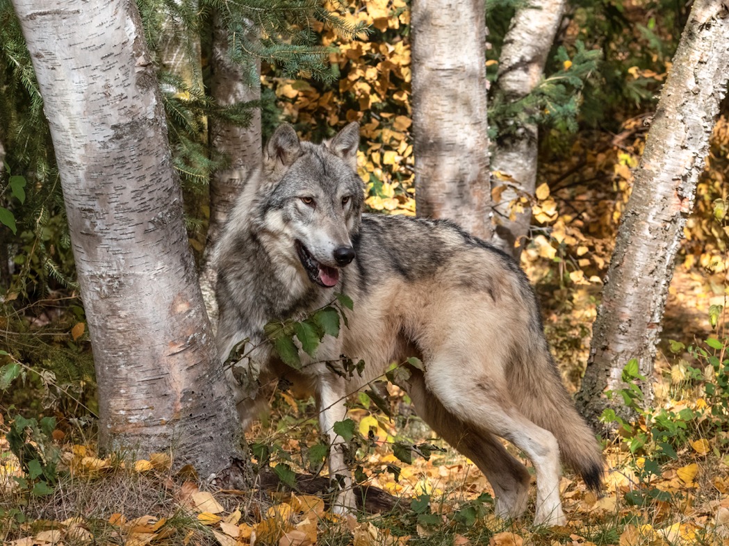 Un loup prélevé à Montbrun-les-Bains