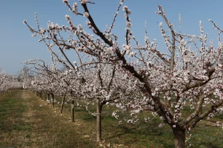 Arboriculture : le gel a frappé dur