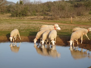 Abreuvement : attention  à la qualité de l’eau