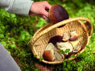 Peut-on les cueillir en forêt publique ?