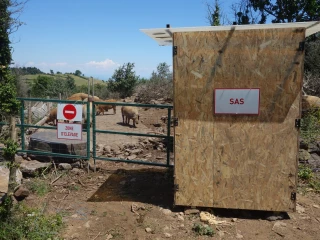 Peste porcine africaine : un audit de biosécurité 100 % gratuit
