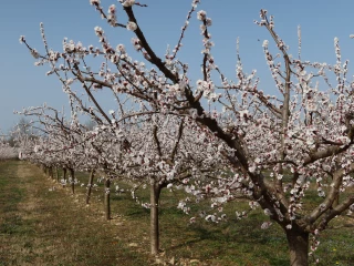 Et si la France devenait le verger de l’Union européenne ?
