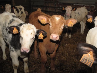 Viande bovine : la crise a bouleversé le marché 