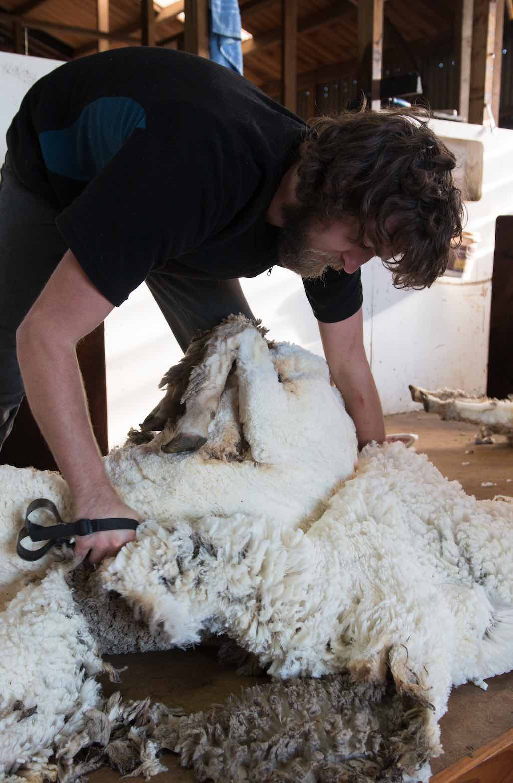 Vers un renouveau de la laine française 
