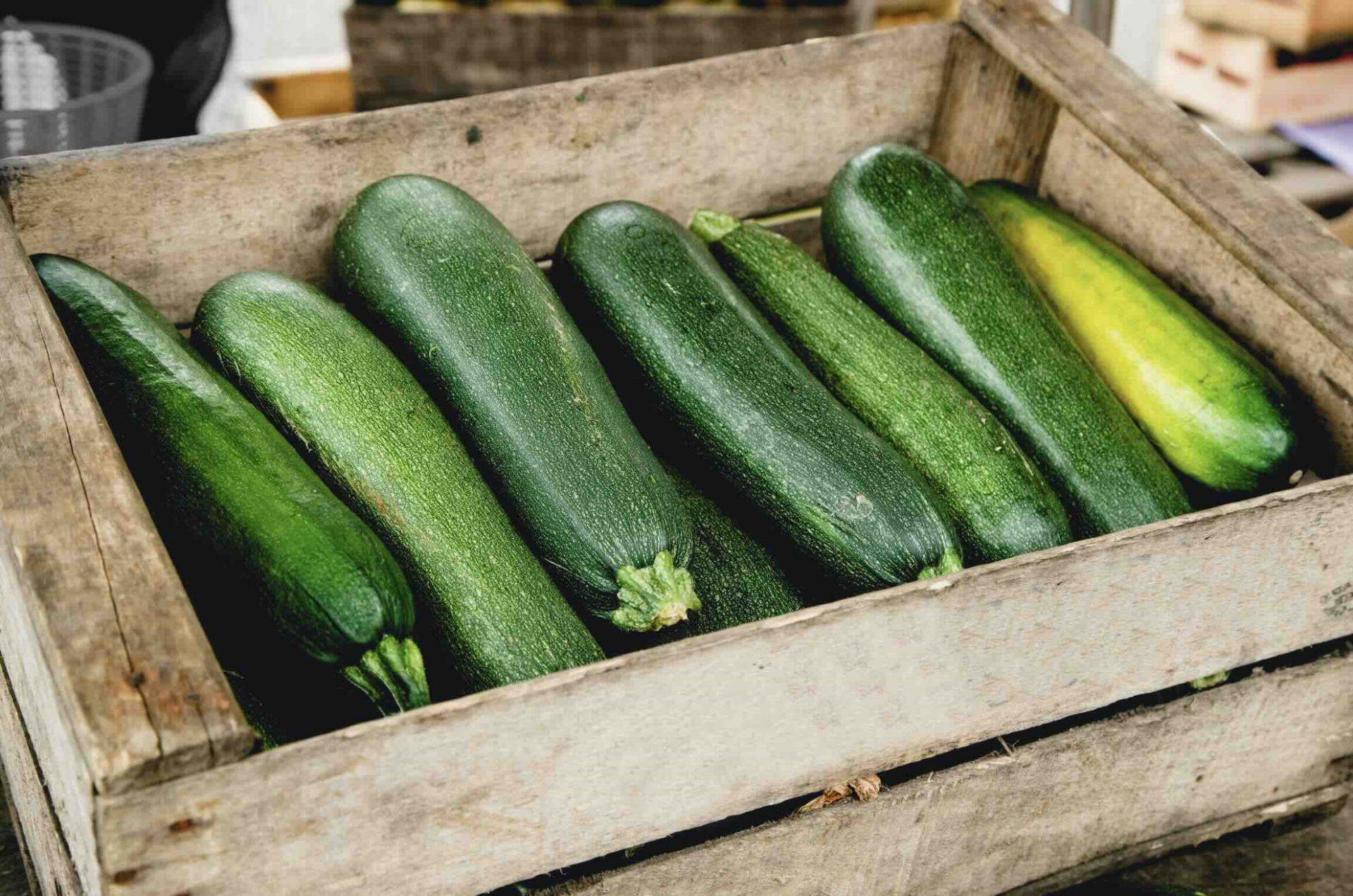 Courgette : baisse des rendements, mais des prix soutenus en fin de saison