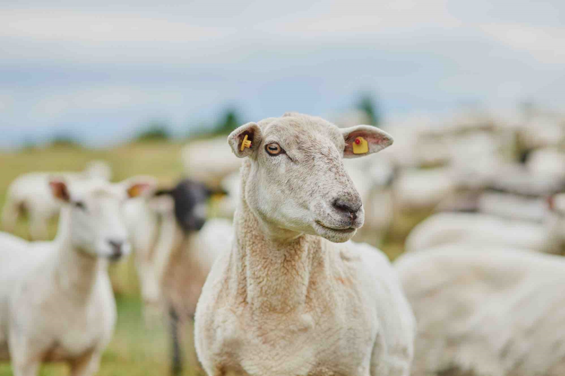 Ovins : baisse marquée des abattages sur un an