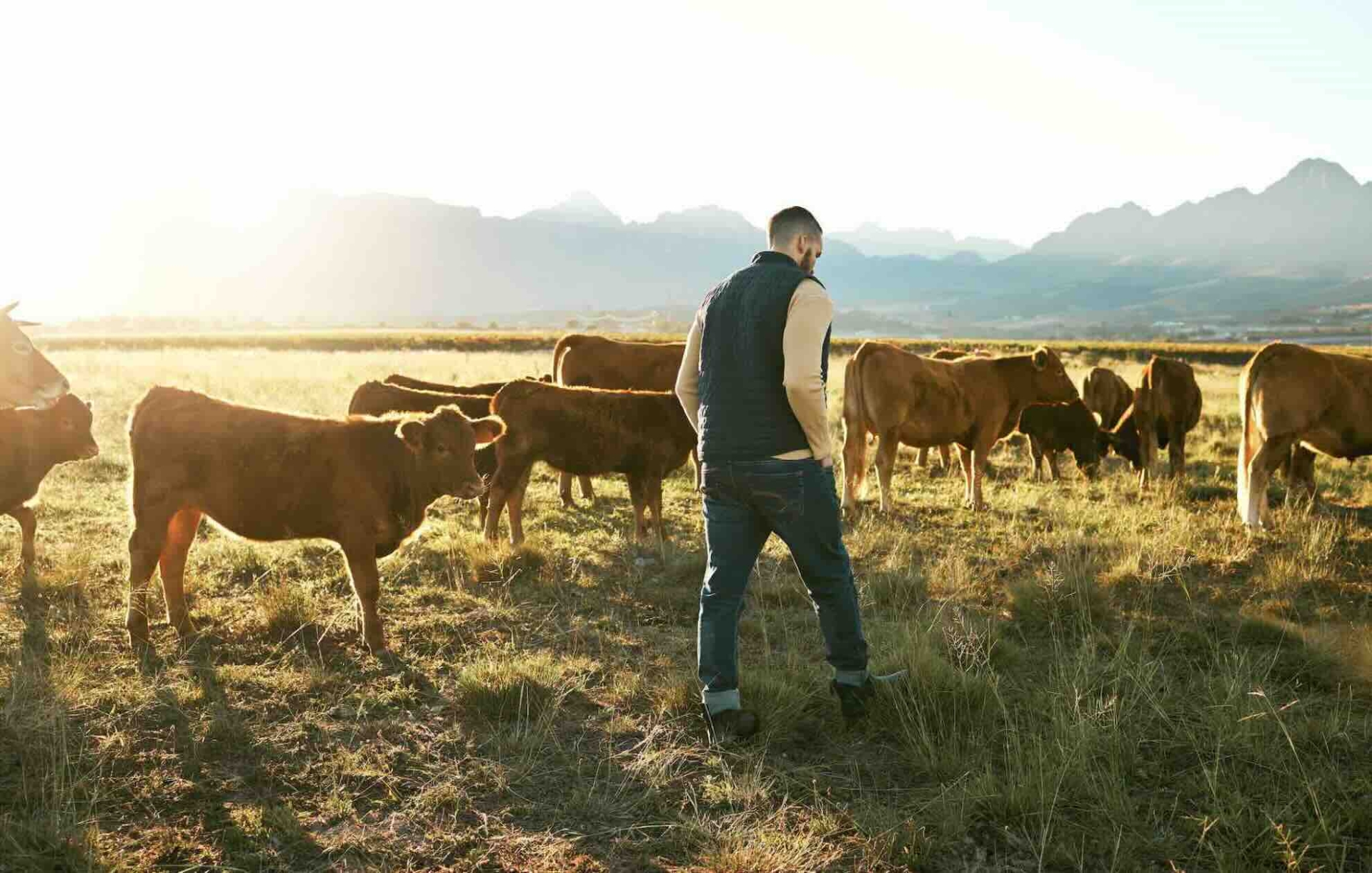 Baisse attendue de la production de viande bovine en 2025