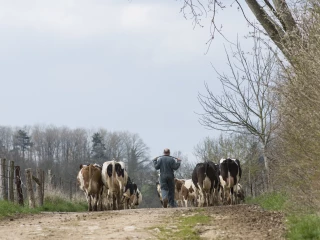 Lait bio : entre reprise du marché et déconversions