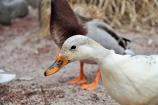 Influenza aviaire : le vaccin à l’épreuve