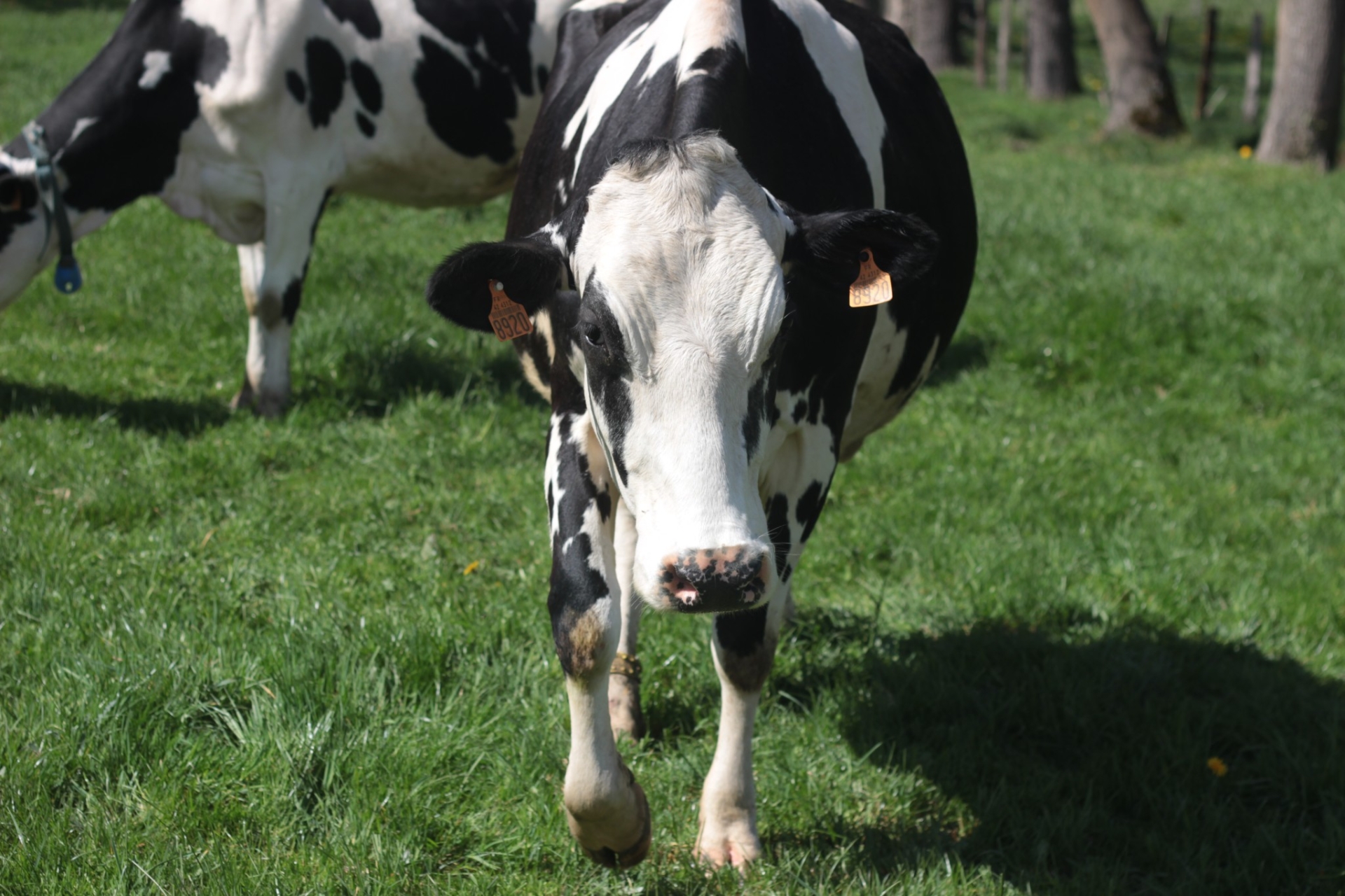 Lait bio : en quête de nouveaux marchés