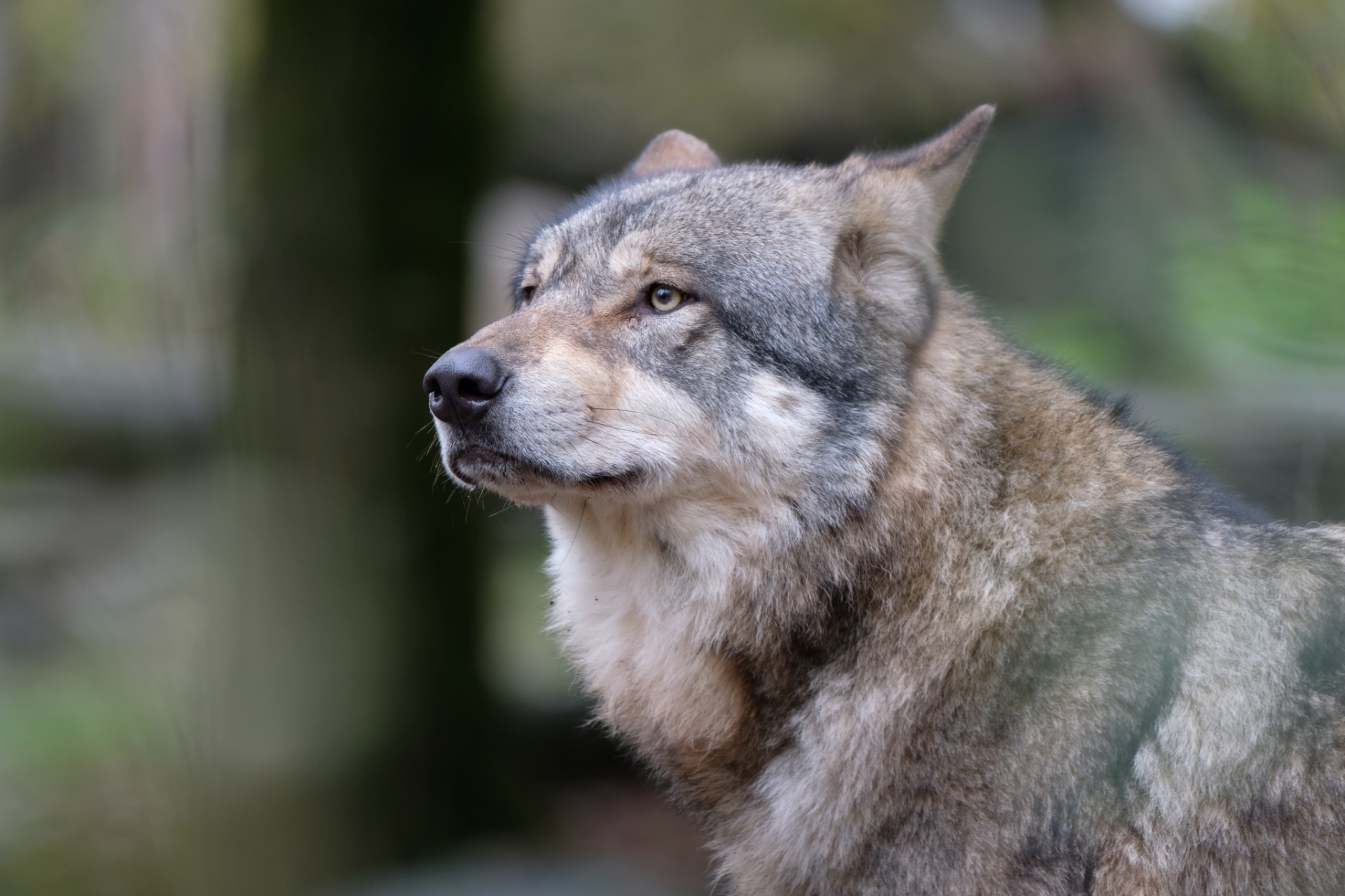 Estimation du nombre de loups : « Inadmissible ! »