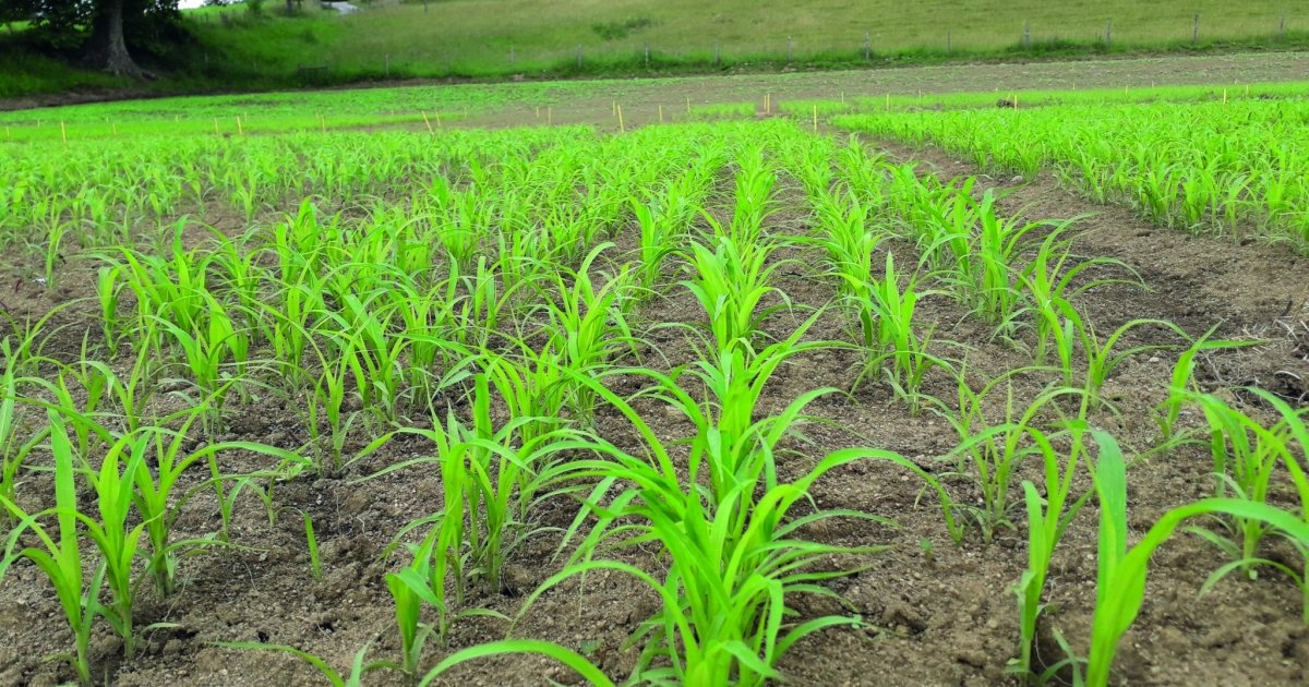 Semer Du Sorgho à Pâturer Cet été Lagriculture Drômoise