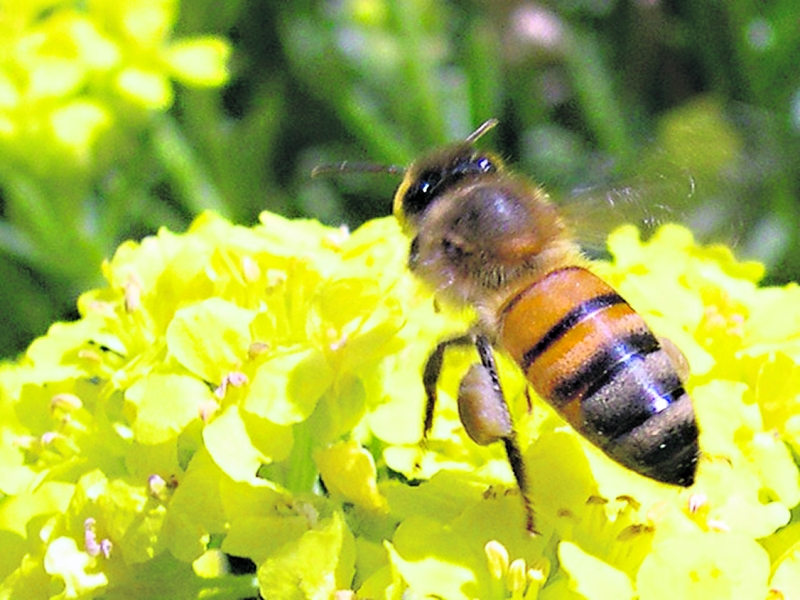 Des abeilles en souffrance face à la sécheresse 