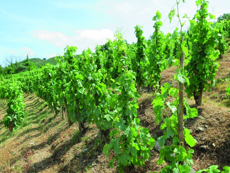 Vallée du Rhône : les appellations vinicoles à la peine