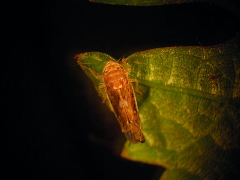 À l’origine, une cicadelle  venue d’Amérique du Nord