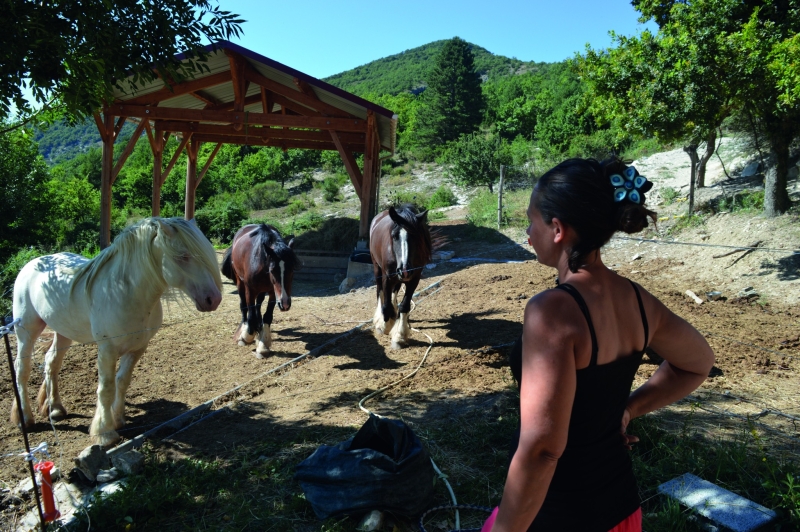 L’élevage de chevaux, une filière difficile