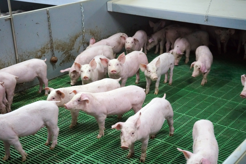 Une production porcine stable